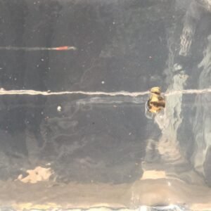 Bloco de Gel Balístico Training 16x6x6 Pol. – Transparente 10% – REUTILIZADO